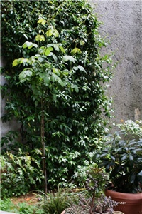 6de7ad59-IMG_1124 jasmin.jpg